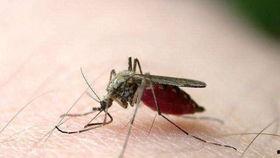 爆料大蚊子的视频大全播放,惊悚瞬间直击眼球